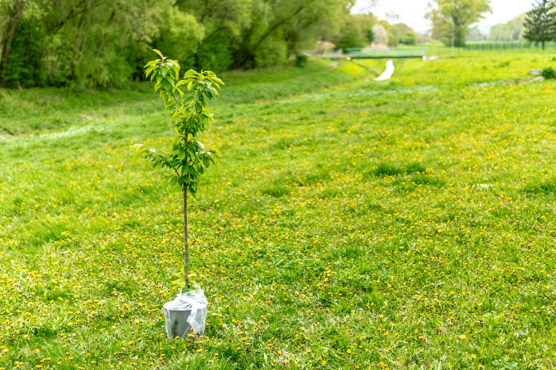 Planting Tree